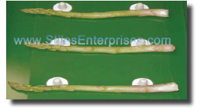 Asparagus Proccessing Belt